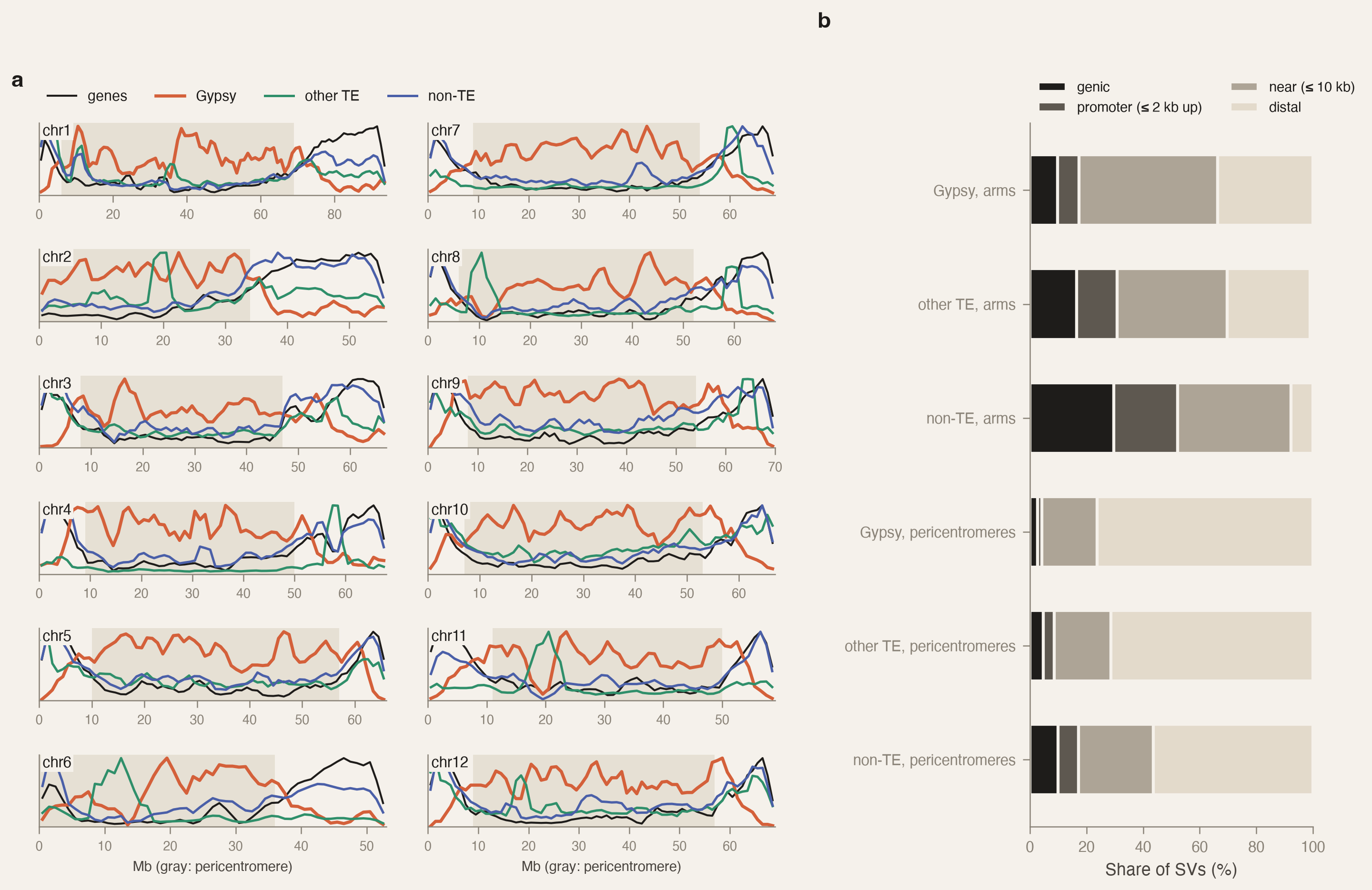 Two panels. a: twelve small plots, one per chromosome, of gene density and variant density along the chromosome, with pericentromeres shaded; Gypsy variants peak inside the shaded pericentromeres, genes and non-TE variants toward the chromosome ends. b: stacked bars of variants inside genes, in promoters, within 10 kb or farther, for Gypsy, other TE and non-TE variants in arms and in pericentromeres; Gypsy is least often genic in both.